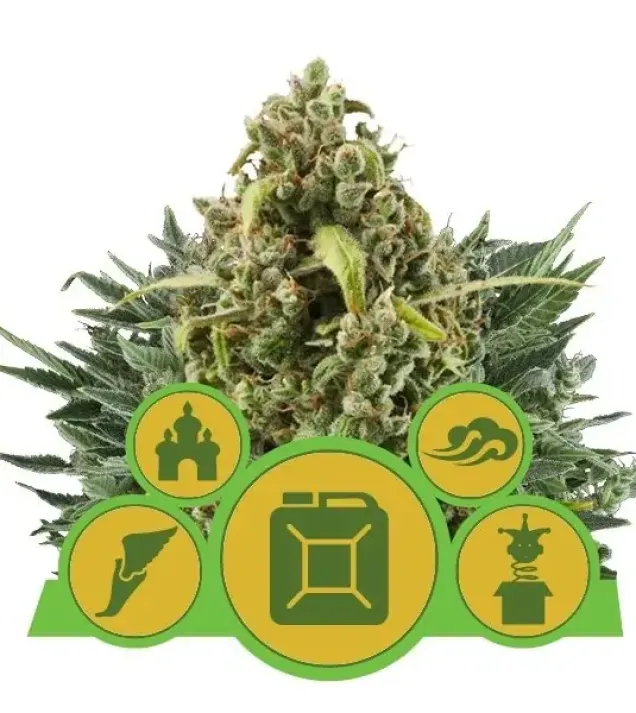Autoflowering Mix UITVERKOOP