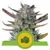Purple Punch Automatic UITVERKOOP