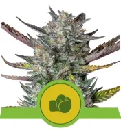 Purple Punch Automatic UITVERKOOP