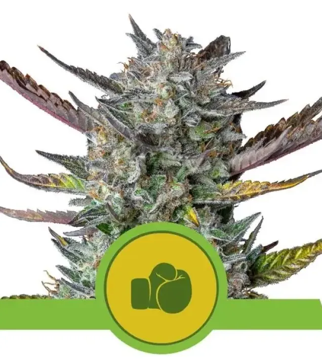 Purple Punch Automatic UITVERKOOP