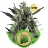 Blue Cheese Automatic UITVERKOOP