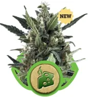 Blue Cheese Automatic UITVERKOOP