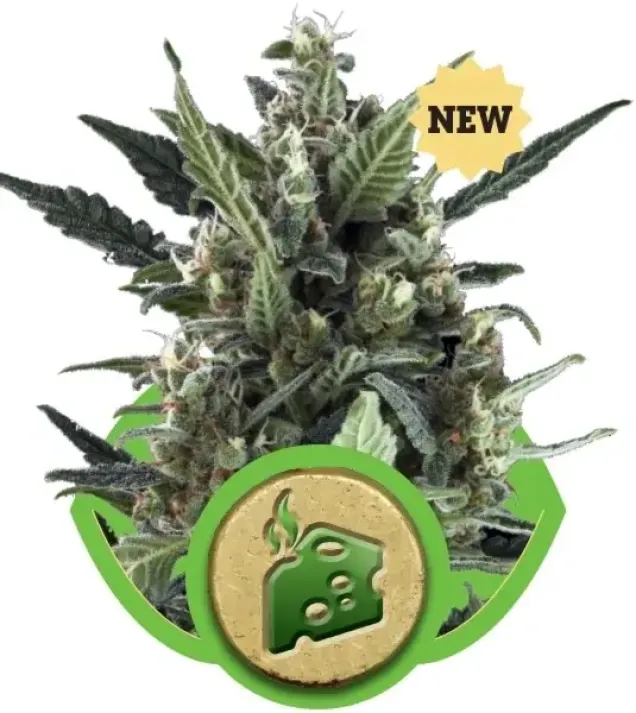 Blue Cheese Automatic UITVERKOOP