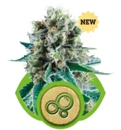 Bubble Kush Automatic UITVERKOOP