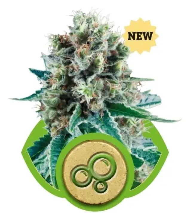 Bubble Kush Automatic UITVERKOOP