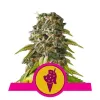 Cookies Gelato UITVERKOOP