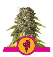 Cookies Gelato UITVERKOOP