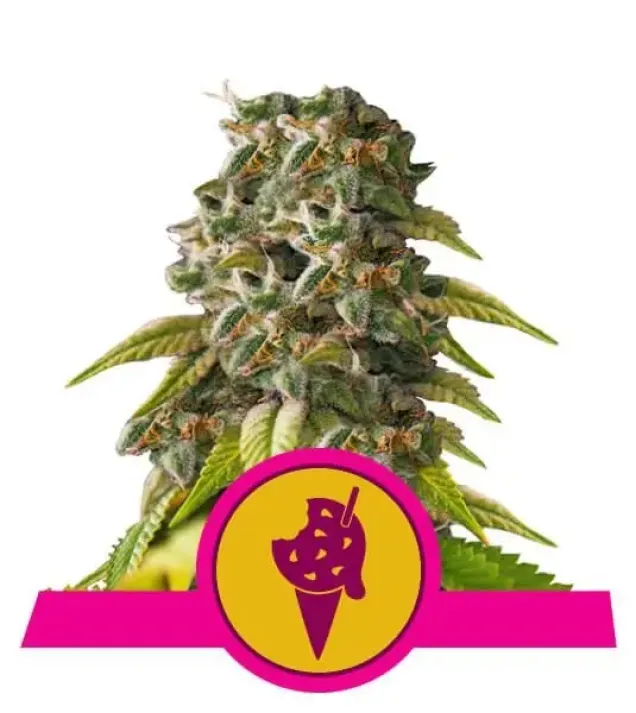 Cookies Gelato UITVERKOOP