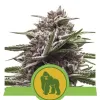 Royal Gorilla Automatic UITVERKOOP