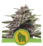 Royal Gorilla Automatic UITVERKOOP