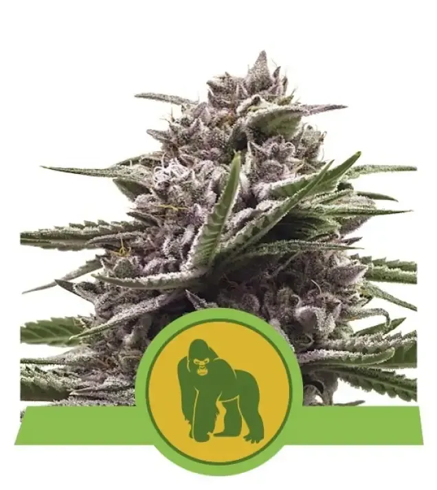 Royal Gorilla Automatic UITVERKOOP