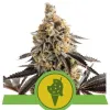 Cookies Gelato Auto UITVERKOOP
