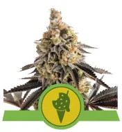 Cookies Gelato Auto UITVERKOOP