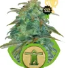Royal Haze Automatic UITVERKOOP