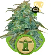 Royal Haze Automatic UITVERKOOP
