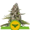 Sherbet Queen Automatic UITVERKOOP