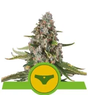 Sherbet Queen Automatic UITVERKOOP