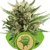 Sweet Skunk Automatic UITVERKOOP