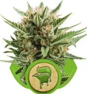 Sweet Skunk Automatic UITVERKOOP