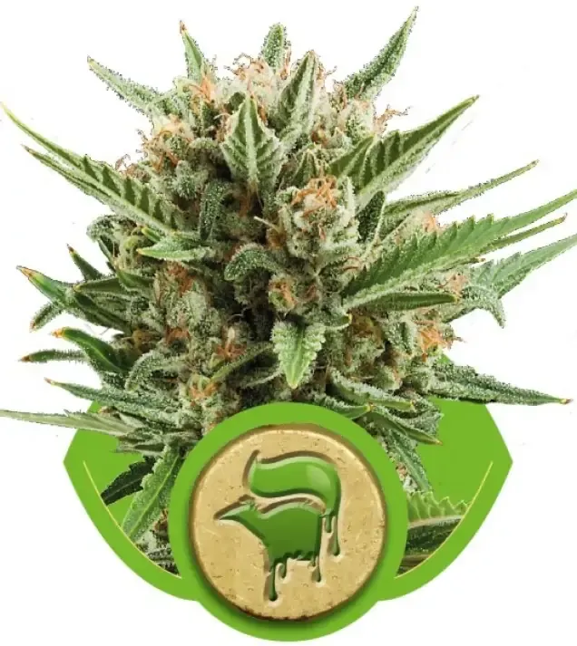 Sweet Skunk Automatic UITVERKOOP