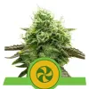 Sweet ZZ Auto UITVERKOOP
