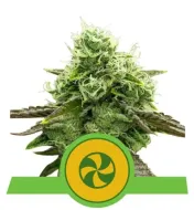 Sweet ZZ Auto UITVERKOOP