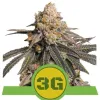 Triple G Auto UITVERKOOP