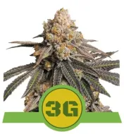 Triple G Auto UITVERKOOP