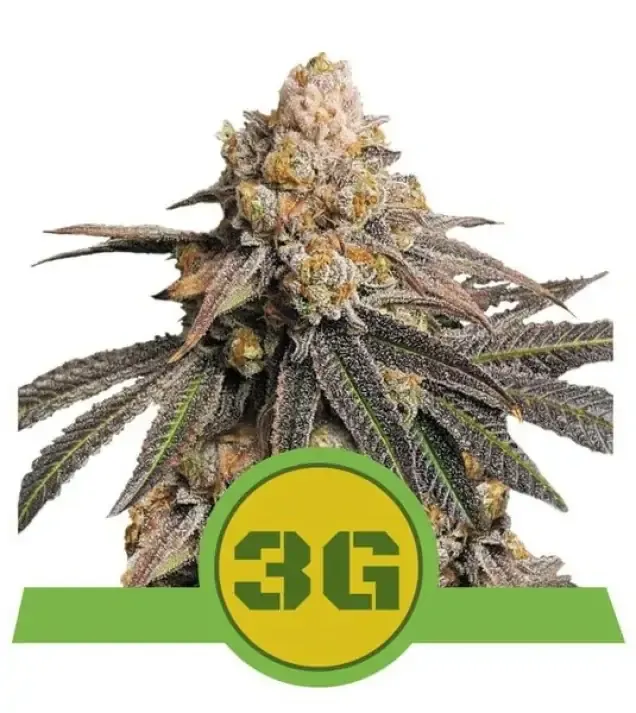 Triple G Auto UITVERKOOP