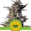 Watermelon Automatic UITVERKOOP