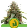 Hulkberry Auto UITVERKOOP
