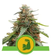 Hulkberry Auto UITVERKOOP