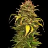 OG Kush - Ganja Farmer