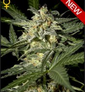 White Widow Autoflowering