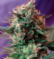 Jack 47 Fast Version