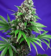 Killer Kush Fast Version