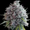 Killer A5 Haze UITVERKOOP