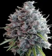 Killer A5 Haze UITVERKOOP