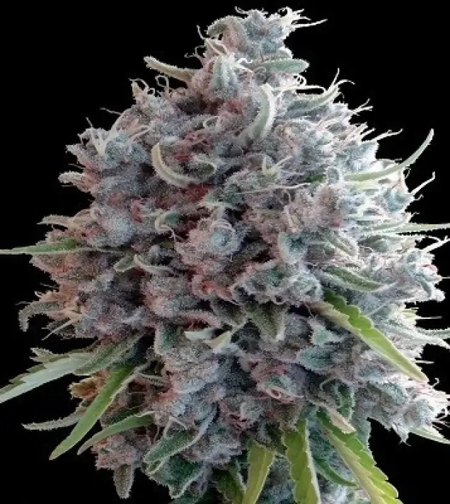 Killer A5 Haze UITVERKOOP