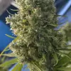 Killer A5 Haze UITVERKOOP