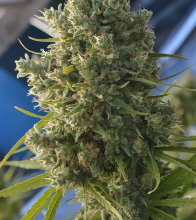 Killer A5 Haze UITVERKOOP