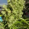 Killer A5 Haze UITVERKOOP