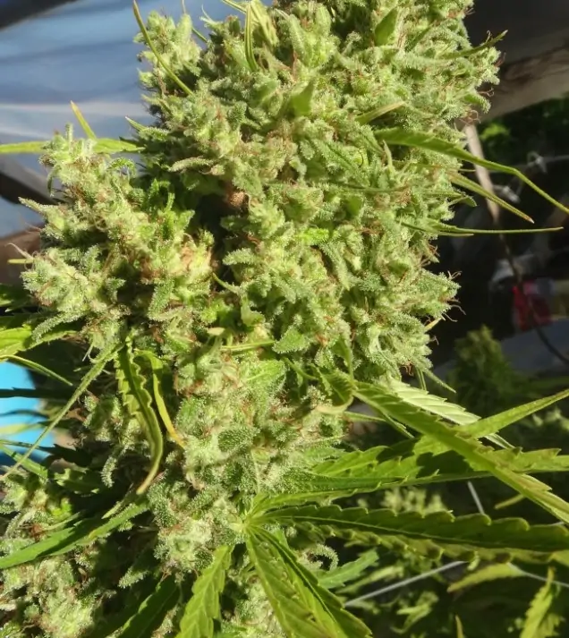 Killer A5 Haze UITVERKOOP