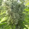 Killer A5 Haze UITVERKOOP