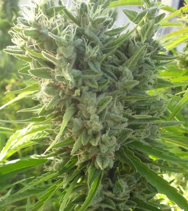 Killer A5 Haze UITVERKOOP