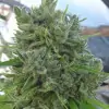 Killer A5 Haze UITVERKOOP
