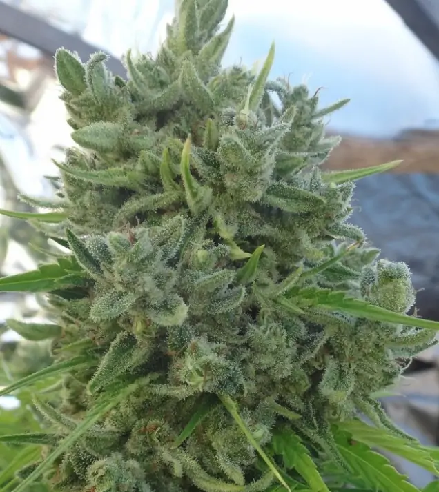 Killer A5 Haze UITVERKOOP
