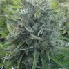 Killer A5 Haze UITVERKOOP