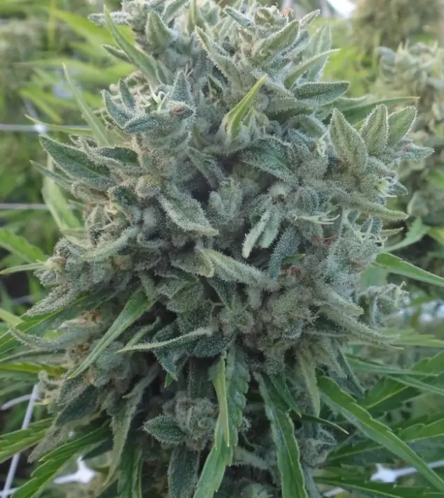 Killer A5 Haze UITVERKOOP