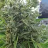 Killer A5 Haze UITVERKOOP